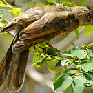 Bulbul merle