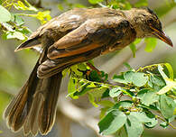 Bulbul merle