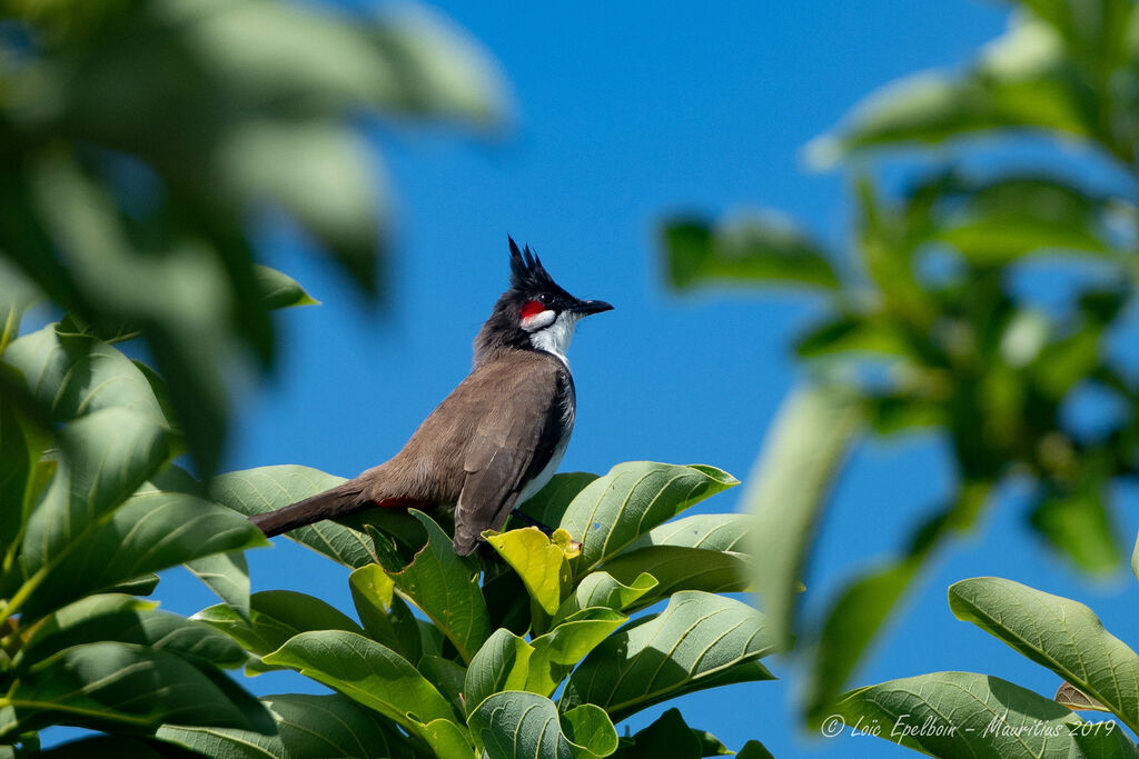 Red-whiskered Bulbul