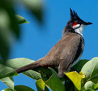 Red-whiskered Bulbul