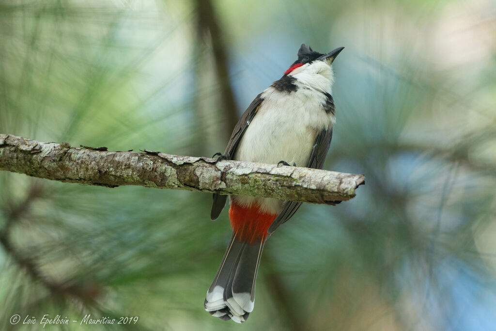 Red-whiskered Bulbul