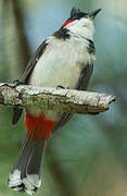 Red-whiskered Bulbul