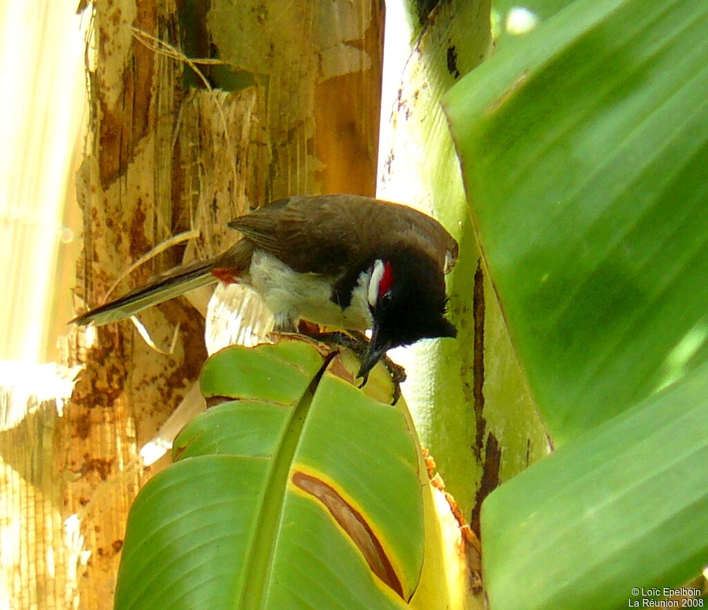 Red-whiskered Bulbul