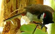 Bulbul orphée