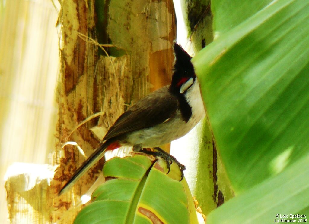 Red-whiskered Bulbul