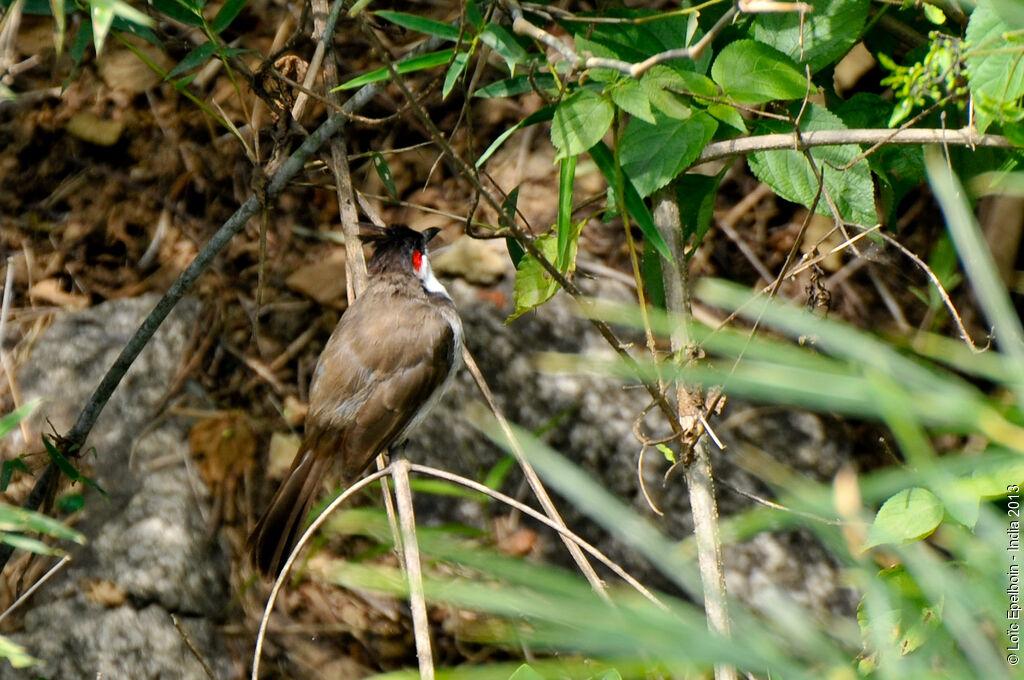 Red-whiskered Bulbul