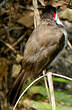 Bulbul orphée