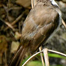 Bulbul orphée