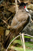 Red-whiskered Bulbul