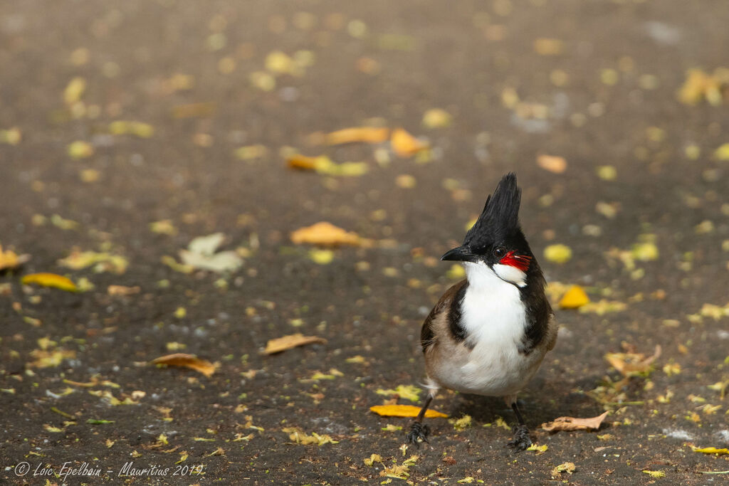 Bulbul orphée