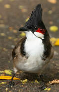 Red-whiskered Bulbul