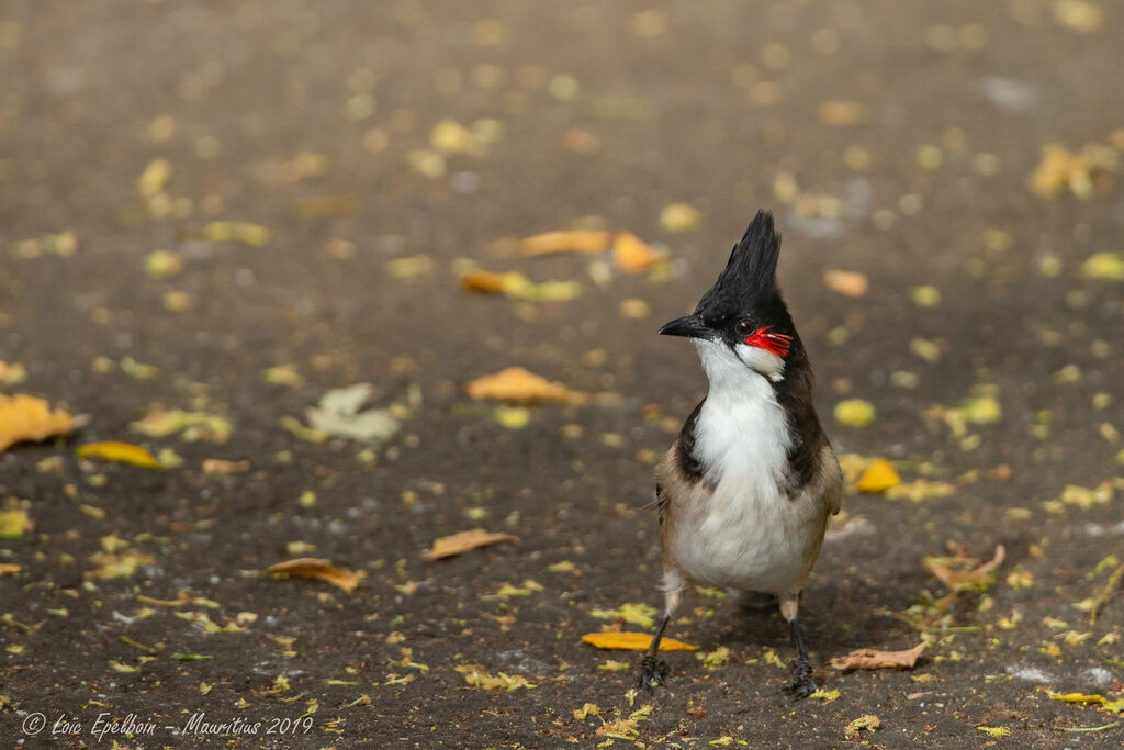 Bulbul orphée