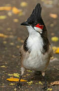 Red-whiskered Bulbul