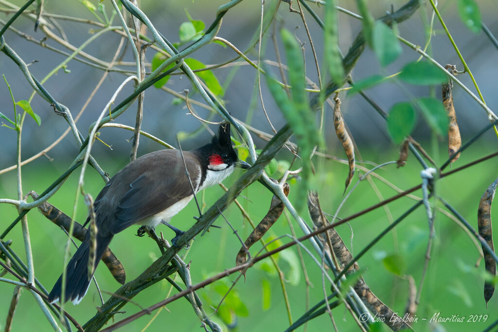 Red-whiskered Bulbul