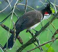 Red-whiskered Bulbul