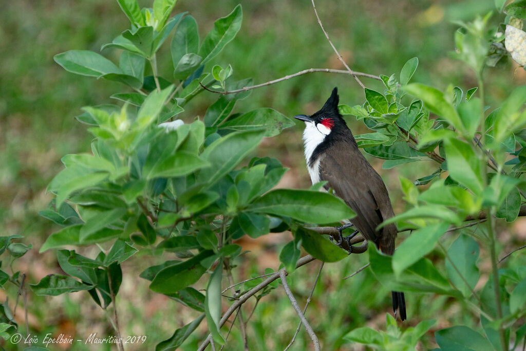 Red-whiskered Bulbul