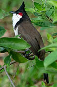 Red-whiskered Bulbul