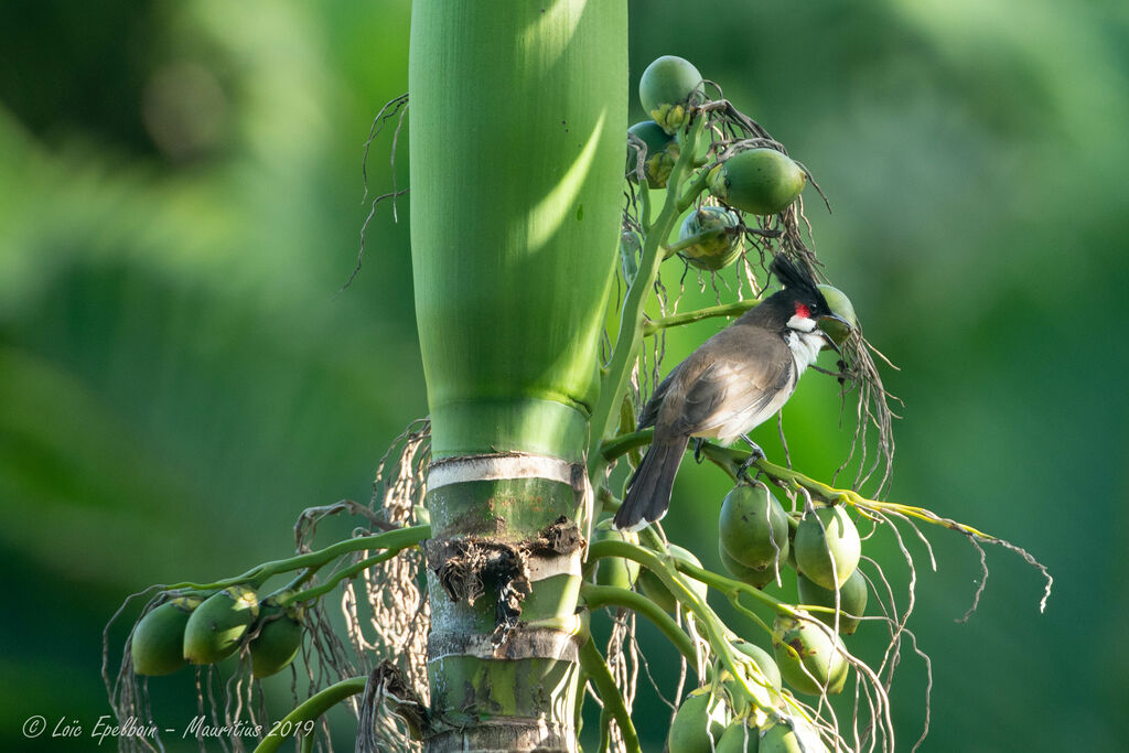 Bulbul orphée