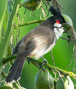 Red-whiskered Bulbul