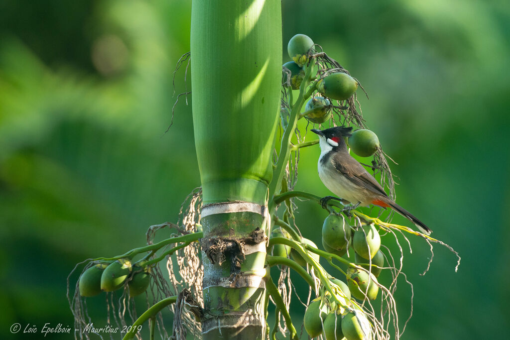 Bulbul orphée