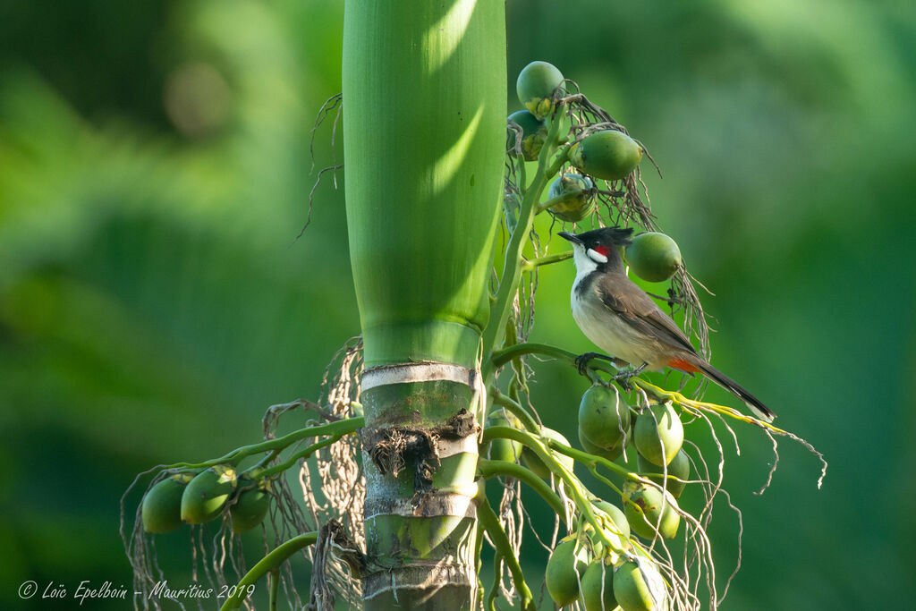 Bulbul orphée