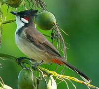 Red-whiskered Bulbul