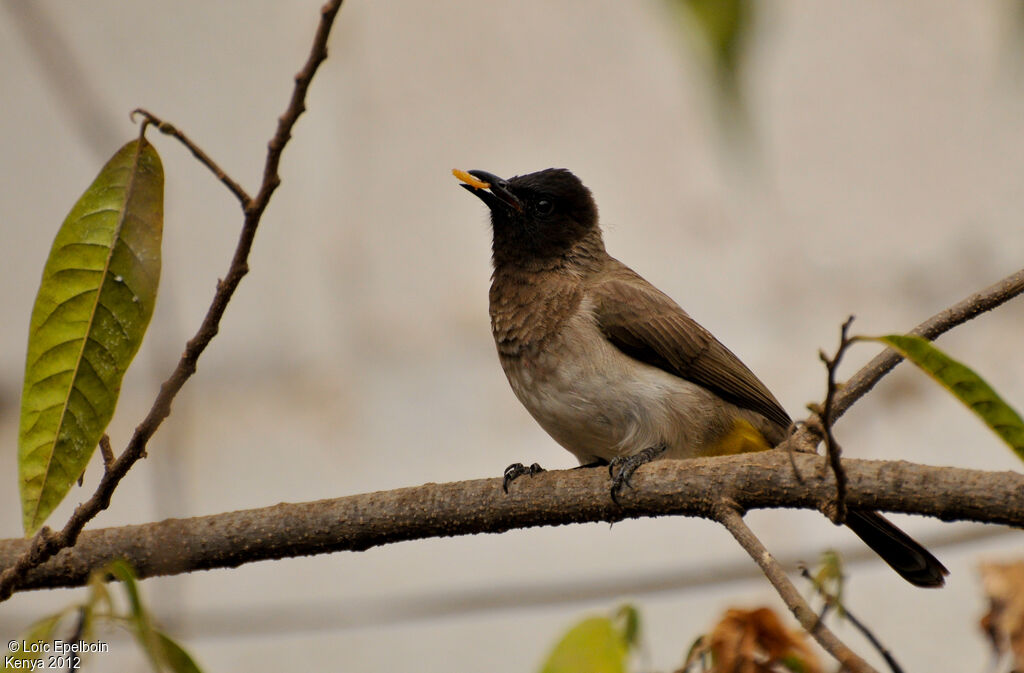 Bulbul tricolore