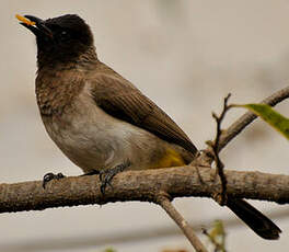 Bulbul tricolore