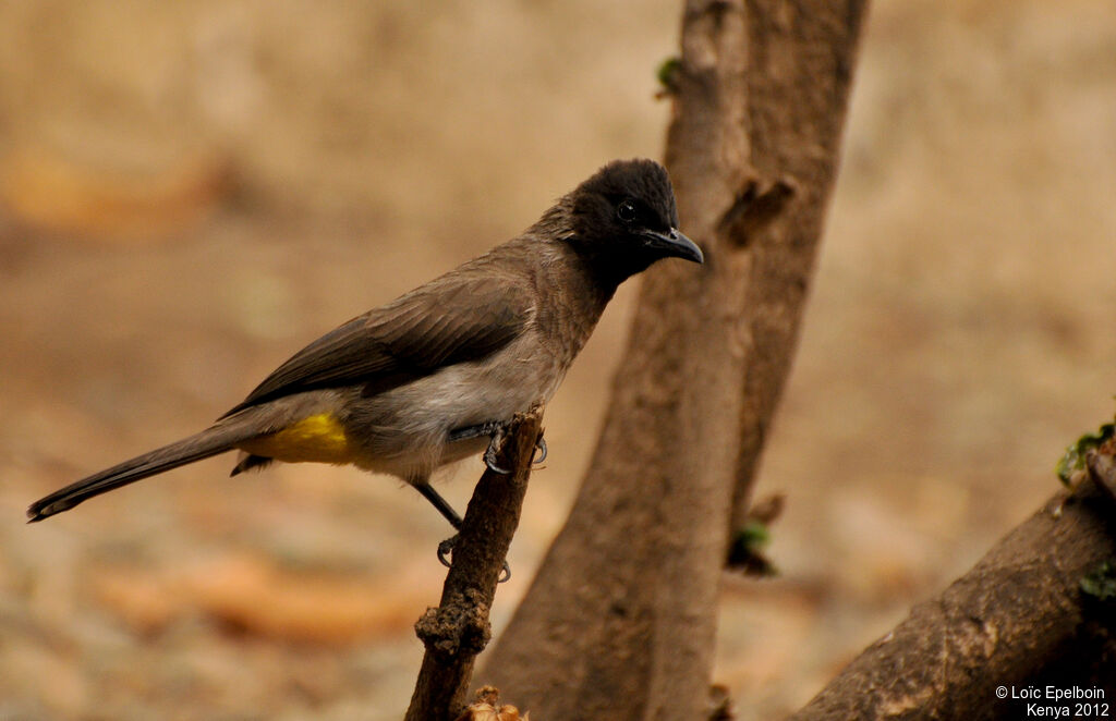 Bulbul tricolore