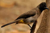 Bulbul tricolore