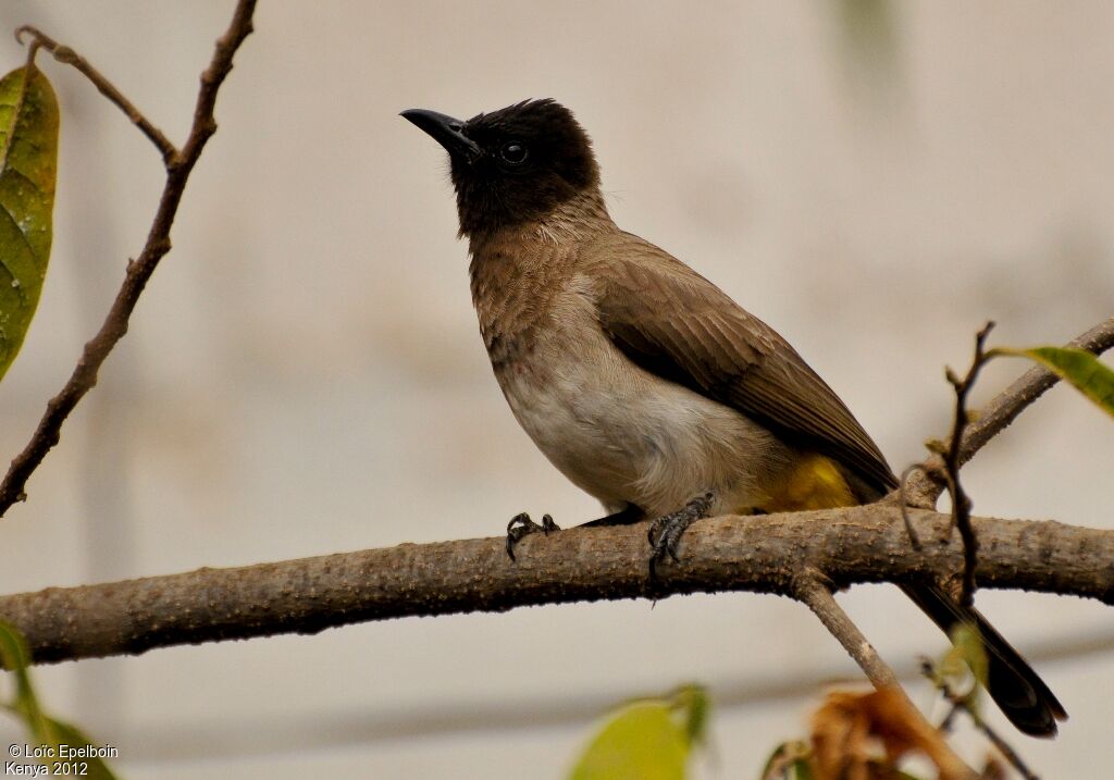 Dark-capped Bulbul