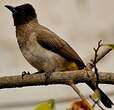 Bulbul tricolore