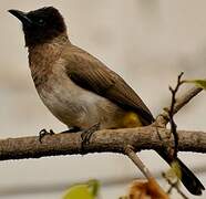 Dark-capped Bulbul