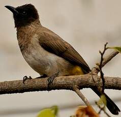 Bulbul tricolore