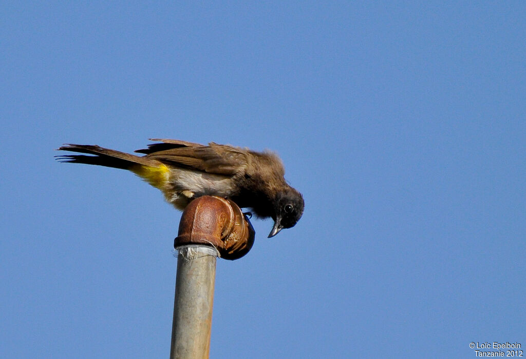 Bulbul tricolore