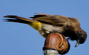 Dark-capped Bulbul