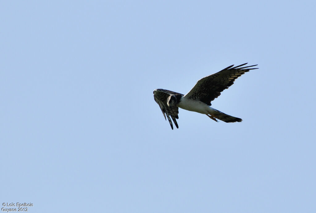 Long-winged Harrier