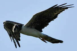 Long-winged Harrier