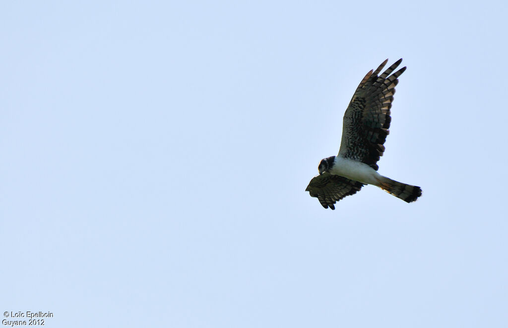 Long-winged Harrier