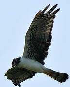 Long-winged Harrier