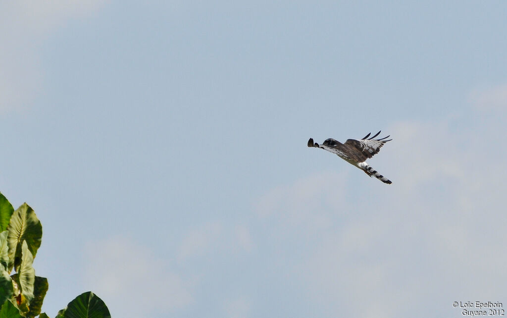 Long-winged Harrier