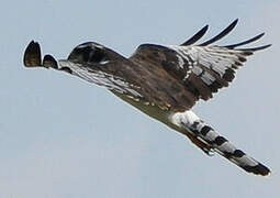 Long-winged Harrier