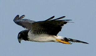 Long-winged Harrier