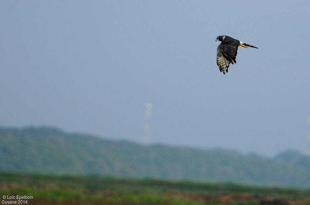 Long-winged Harrier