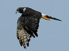 Long-winged Harrier