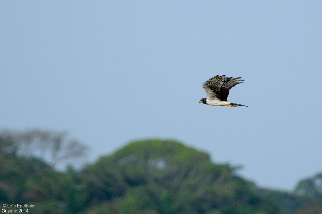 Long-winged Harrier