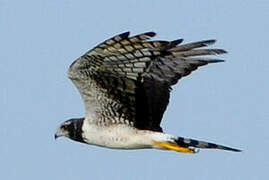 Long-winged Harrier