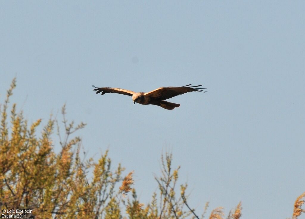 Western Marsh Harrier