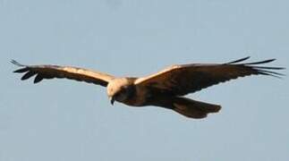 Western Marsh Harrier