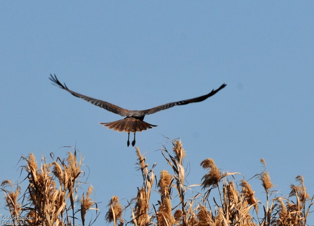 Western Marsh Harrier